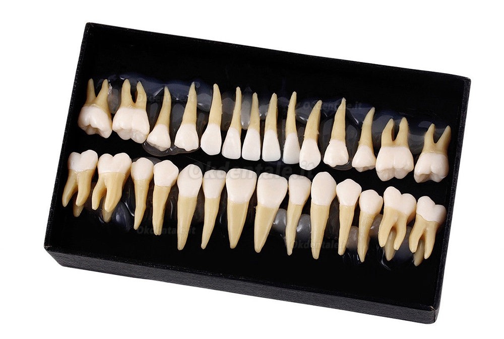 3set Superior permanente denti dimostrazione insegnare studio Model